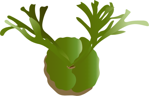 びかくシダのイラスト