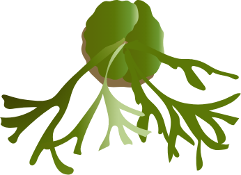 びかくシダのイラスト